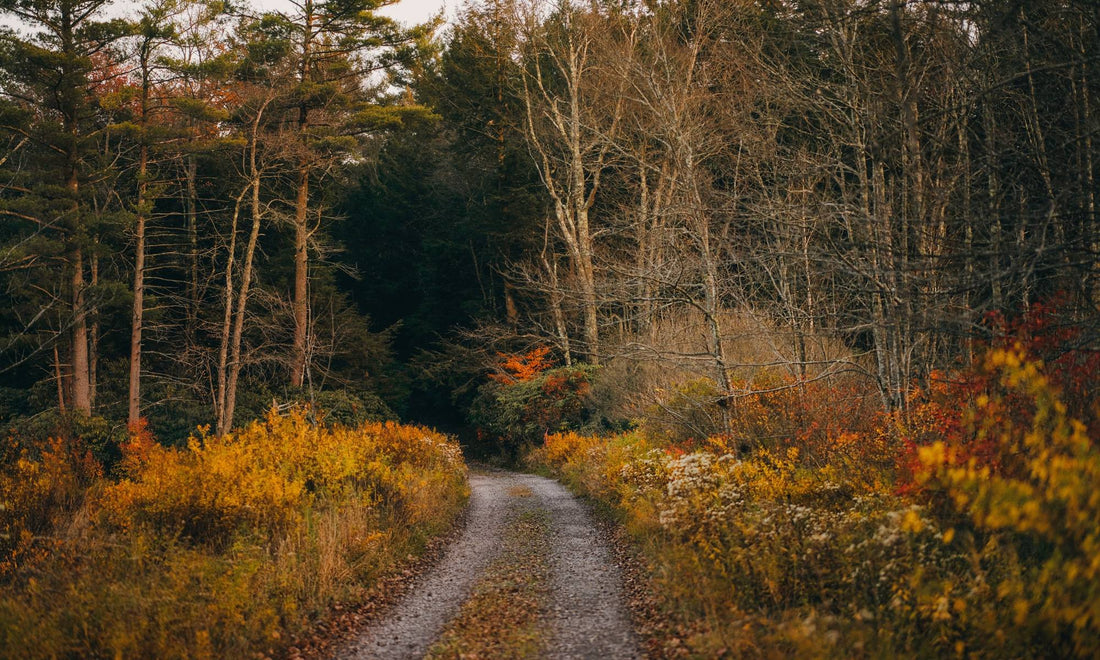 Inside an Upstate Cabin Getaway